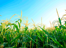 Inversión y comercialización de productos agrícolas