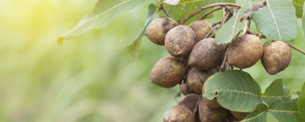 Ayudas para el desarrollo de nuevos productos agroforestales