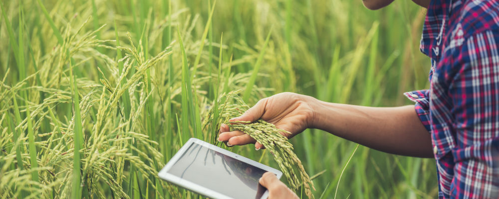 Creación de empresas en el sector rural