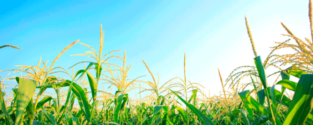 Inversión y comercialización de productos agrícolas