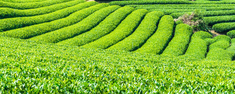 Ayudas del INEGA al sector agrario