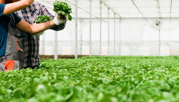 Ayudas a explotaciones agrícolas